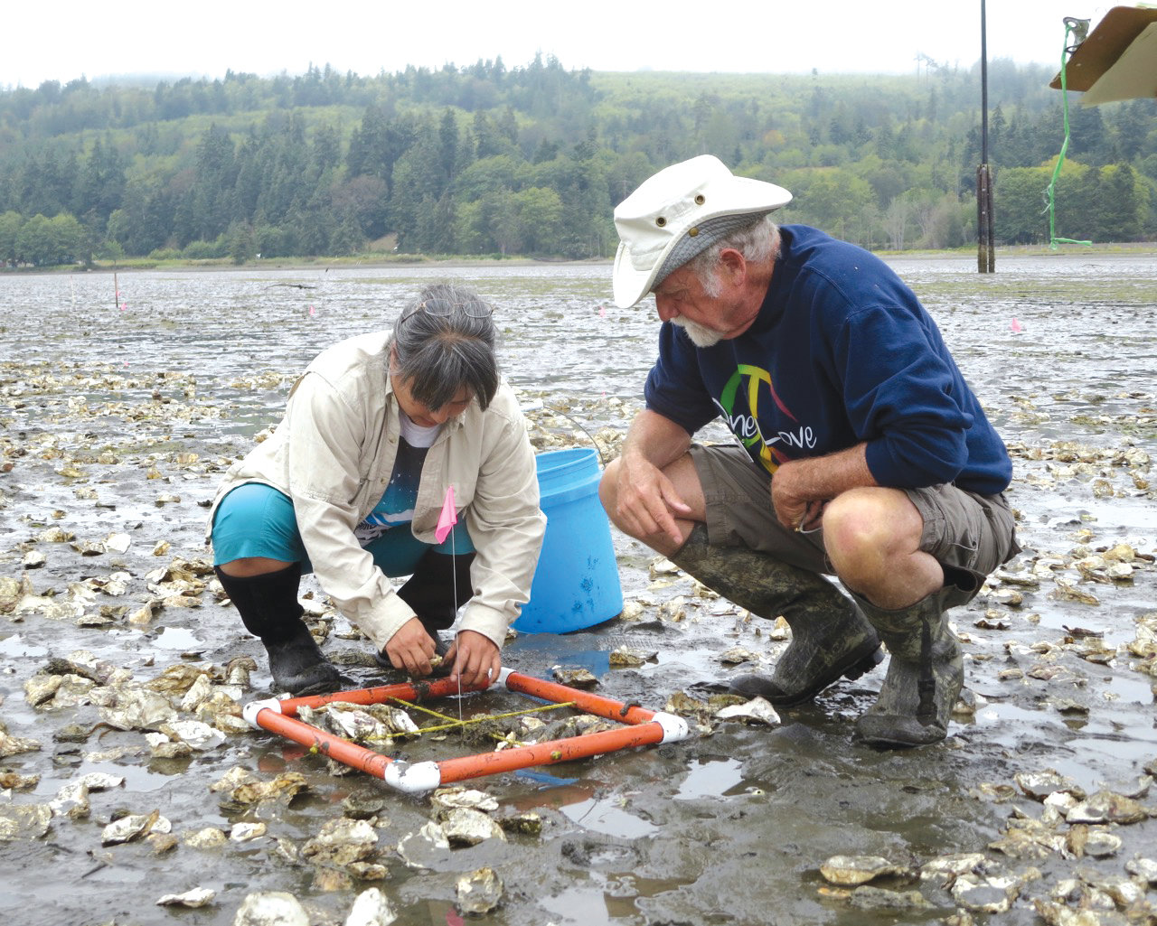 Community volunteer Laura Inouye and beach naturalist student Peter Ely are collecting data on an Olympia oyster restoration site with the Jefferson Marine Resources Committee.